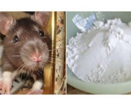 Domaći TRIK da se riješite miševa u stanu i podrumu: Samo sam ga spustio na zemlju i sutradan miševa nema nigdje! Domaći TRIK da se riješite miševa u stanu i podrumu: Samo sam ga spustio na zemlju i sutradan miševa nema nigdje! - featured image