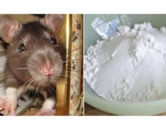 Domaći TRIK da se riješite miševa u stanu i podrumu: Samo sam ga spustio na zemlju i sutradan miševa nema nigdje! Domaći TRIK da se riješite miševa u stanu i podrumu: Samo sam ga spustio na zemlju i sutradan miševa nema nigdje! - featured image