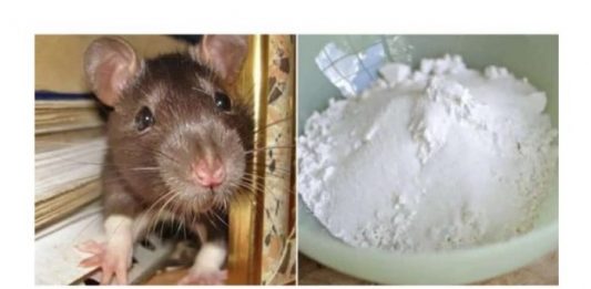 Domaći TRIK da se riješite miševa u stanu i podrumu: Samo sam ga spustio na zemlju i sutradan miševa nema nigdje! Domaći TRIK da se riješite miševa u stanu i podrumu: Samo sam ga spustio na zemlju i sutradan miševa nema nigdje! - featured image