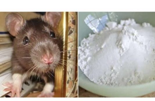 Domaći TRIK da se riješite miševa u stanu i podrumu: Samo sam ga spustio na zemlju i sutradan miševa nema nigdje! Domaći TRIK da se riješite miševa u stanu i podrumu: Samo sam ga spustio na zemlju i sutradan miševa nema nigdje! - featured image