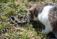 Panika zbog zmija oko kuće! Evo šta treba da prospete po dvorištu da ih više nikad ne vidite blizu Panika zbog zmija oko kuće! Evo šta treba da prospete po dvorištu da ih više nikad ne vidite blizu - featured image