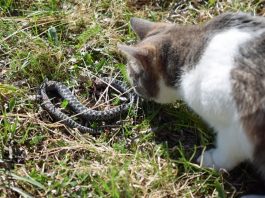 Panika zbog zmija oko kuće! Evo šta treba da prospete po dvorištu da ih više nikad ne vidite blizu Panika zbog zmija oko kuće! Evo šta treba da prospete po dvorištu da ih više nikad ne vidite blizu - featured image