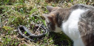 Panika zbog zmija oko kuće! Evo šta treba da prospete po dvorištu da ih više nikad ne vidite blizu Panika zbog zmija oko kuće! Evo šta treba da prospete po dvorištu da ih više nikad ne vidite blizu - featured image