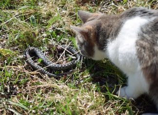 Panika zbog zmija oko kuće! Evo šta treba da prospete po dvorištu da ih više nikad ne vidite blizu Panika zbog zmija oko kuće! Evo šta treba da prospete po dvorištu da ih više nikad ne vidite blizu - featured image