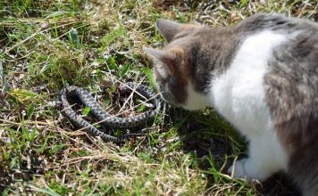 Panika zbog zmija oko kuće! Evo šta treba da prospete po dvorištu da ih više nikad ne vidite blizu Panika zbog zmija oko kuće! Evo šta treba da prospete po dvorištu da ih više nikad ne vidite blizu - featured image