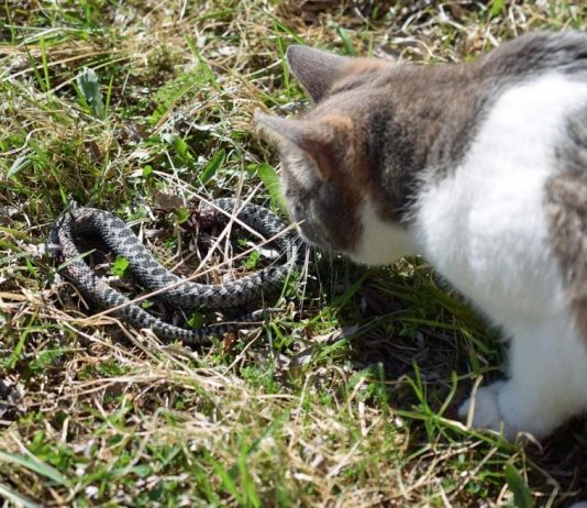 Panika zbog zmija oko kuće! Evo šta treba da prospete po dvorištu da ih više nikad ne vidite blizu Panika zbog zmija oko kuće! Evo šta treba da prospete po dvorištu da ih više nikad ne vidite blizu - featured image