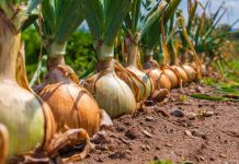 Kineska metoda sađenja luka: Bujaće kao iz vode, a glavice će biti krupne i čvrste Kineska metoda sađenja luka: Bujaće kao iz vode, a glavice će biti krupne i čvrste - featured image