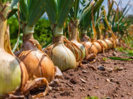 Kineska metoda sađenja luka: Bujaće kao iz vode, a glavice će biti krupne i čvrste Kineska metoda sađenja luka: Bujaće kao iz vode, a glavice će biti krupne i čvrste - featured image