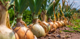 Kineska metoda sađenja luka: Bujaće kao iz vode, a glavice će biti krupne i čvrste Kineska metoda sađenja luka: Bujaće kao iz vode, a glavice će biti krupne i čvrste - featured image