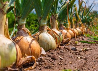 Kineska metoda sađenja luka: Bujaće kao iz vode, a glavice će biti krupne i čvrste Kineska metoda sađenja luka: Bujaće kao iz vode, a glavice će biti krupne i čvrste - featured image