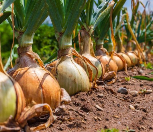 Kineska metoda sađenja luka: Bujaće kao iz vode, a glavice će biti krupne i čvrste Kineska metoda sađenja luka: Bujaće kao iz vode, a glavice će biti krupne i čvrste - featured image