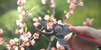 Kako urediti vrt u martu: Sada se postavljaju temelji bašte koja će cvetati sve do kasne jeseni Kako urediti vrt u martu: Sada se postavljaju temelji bašte koja će cvetati sve do kasne jeseni - featured image