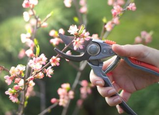 Kako urediti vrt u martu: Sada se postavljaju temelji bašte koja će cvetati sve do kasne jeseni Kako urediti vrt u martu: Sada se postavljaju temelji bašte koja će cvetati sve do kasne jeseni - featured image