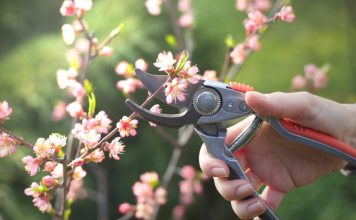 Kako urediti vrt u martu: Sada se postavljaju temelji bašte koja će cvetati sve do kasne jeseni Kako urediti vrt u martu: Sada se postavljaju temelji bašte koja će cvetati sve do kasne jeseni - featured image