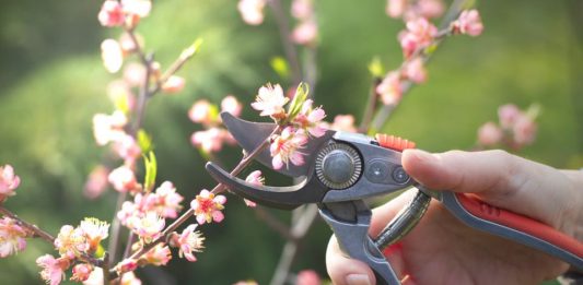 Kako urediti vrt u martu: Sada se postavljaju temelji bašte koja će cvetati sve do kasne jeseni Kako urediti vrt u martu: Sada se postavljaju temelji bašte koja će cvetati sve do kasne jeseni - featured image