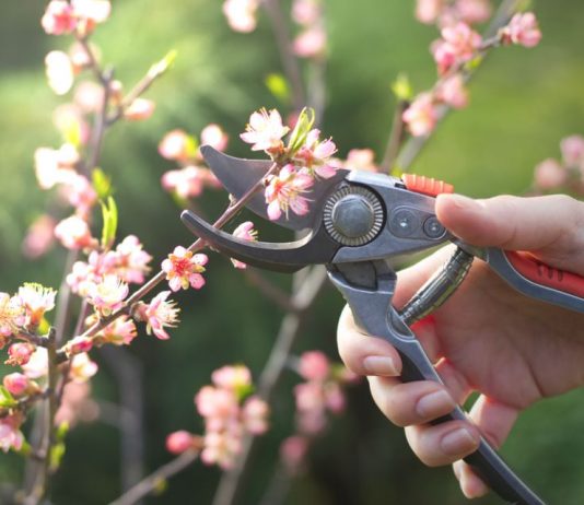 Kako urediti vrt u martu: Sada se postavljaju temelji bašte koja će cvetati sve do kasne jeseni Kako urediti vrt u martu: Sada se postavljaju temelji bašte koja će cvetati sve do kasne jeseni - featured image
