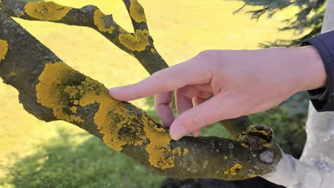 Voćke imaju ovo na svojim granama? EVO šta treba uraditi! - featured image Voćke imaju ovo na svojim granama? EVO šta treba uraditi! - featured image