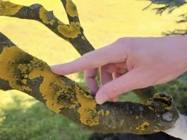 Voćke imaju ovo na svojim granama? EVO šta treba uraditi! Voćke imaju ovo na svojim granama? EVO šta treba uraditi! - featured image