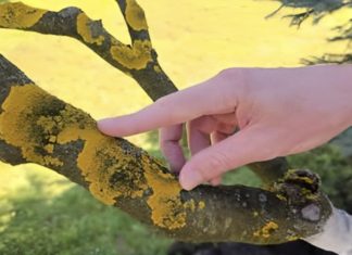 Voćke imaju ovo na svojim granama? EVO šta treba uraditi! Voćke imaju ovo na svojim granama? EVO šta treba uraditi! - featured image