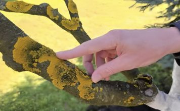 Voćke imaju ovo na svojim granama? EVO šta treba uraditi! Voćke imaju ovo na svojim granama? EVO šta treba uraditi! - featured image