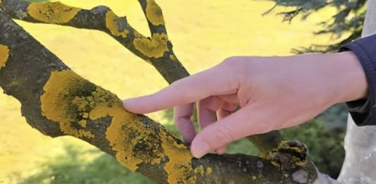 Voćke imaju ovo na svojim granama? EVO šta treba uraditi! Voćke imaju ovo na svojim granama? EVO šta treba uraditi! - featured image