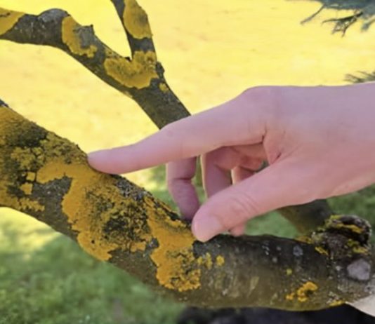 Voćke imaju ovo na svojim granama? EVO šta treba uraditi! Voćke imaju ovo na svojim granama? EVO šta treba uraditi! - featured image