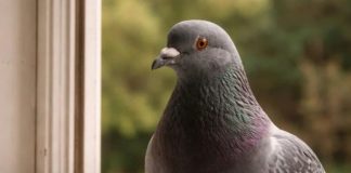 Narodno vjerovanje koje rijetko ko zna: Što znači kada vam ptica sleti na prozor ili pokuca na staklo Narodno vjerovanje koje rijetko ko zna: Što znači kada vam ptica sleti na prozor ili pokuca na staklo - featured image