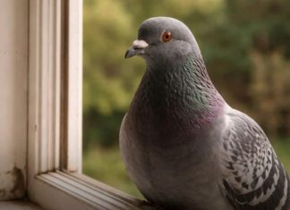 Narodno vjerovanje koje rijetko ko zna: Što znači kada vam ptica sleti na prozor ili pokuca na staklo Narodno vjerovanje koje rijetko ko zna: Što znači kada vam ptica sleti na prozor ili pokuca na staklo - featured image