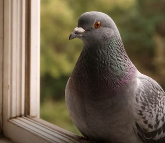 Narodno vjerovanje koje rijetko ko zna: Što znači kada vam ptica sleti na prozor ili pokuca na staklo Narodno vjerovanje koje rijetko ko zna: Što znači kada vam ptica sleti na prozor ili pokuca na staklo - featured image