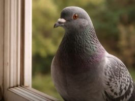 Narodno vjerovanje koje rijetko ko zna: Što znači kada vam ptica sleti na prozor ili pokuca na staklo Narodno vjerovanje koje rijetko ko zna: Što znači kada vam ptica sleti na prozor ili pokuca na staklo - featured image