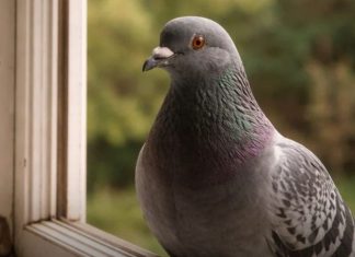 Narodno vjerovanje koje rijetko ko zna: Što znači kada vam ptica sleti na prozor ili pokuca na staklo Narodno vjerovanje koje rijetko ko zna: Što znači kada vam ptica sleti na prozor ili pokuca na staklo - featured image