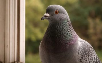 Narodno vjerovanje koje rijetko ko zna: Što znači kada vam ptica sleti na prozor ili pokuca na staklo Narodno vjerovanje koje rijetko ko zna: Što znači kada vam ptica sleti na prozor ili pokuca na staklo - featured image