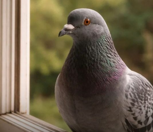Narodno vjerovanje koje rijetko ko zna: Što znači kada vam ptica sleti na prozor ili pokuca na staklo Narodno vjerovanje koje rijetko ko zna: Što znači kada vam ptica sleti na prozor ili pokuca na staklo - featured image