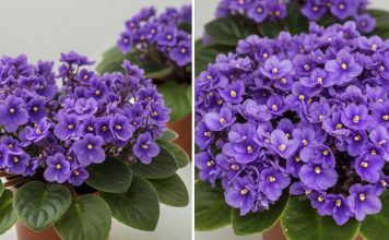 Jedan kuhinjski sastojak može natjerati vaše LJUBIČICE da procvjetaju preko noći Jedan kuhinjski sastojak može natjerati vaše LJUBIČICE da procvjetaju preko noći - featured image