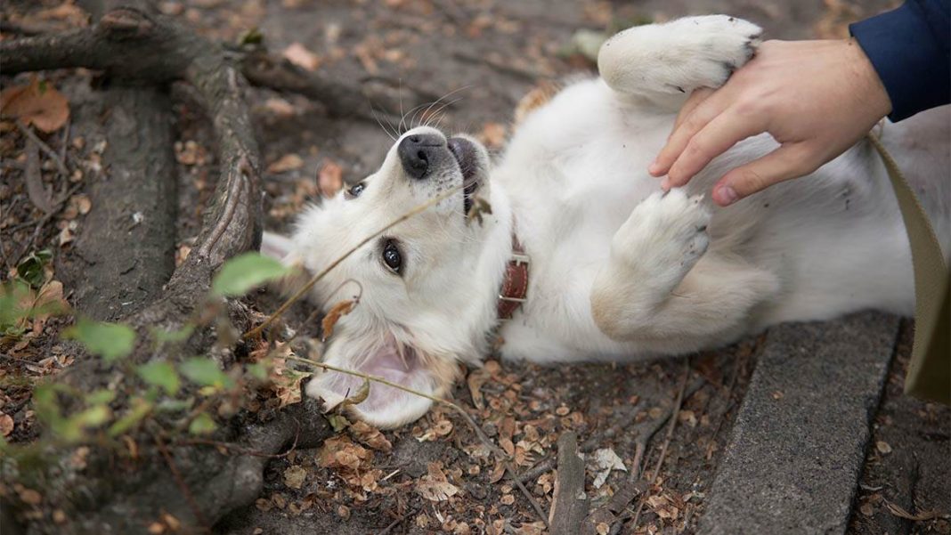 Šta znači kad se pas prevrne na leđa sa šapama uvis? Grešite ako mislite da traži češkanje - featured image