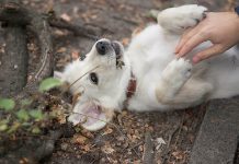 Šta znači kad se pas prevrne na leđa sa šapama uvis? Grešite ako mislite da traži češkanje Šta znači kad se pas prevrne na leđa sa šapama uvis? Grešite ako mislite da traži češkanje - featured image
