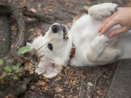 Šta znači kad se pas prevrne na leđa sa šapama uvis? Grešite ako mislite da traži češkanje Šta znači kad se pas prevrne na leđa sa šapama uvis? Grešite ako mislite da traži češkanje - featured image