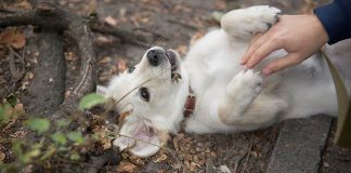 Šta znači kad se pas prevrne na leđa sa šapama uvis? Grešite ako mislite da traži češkanje Šta znači kad se pas prevrne na leđa sa šapama uvis? Grešite ako mislite da traži češkanje - featured image