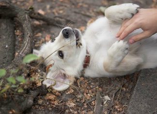 Šta znači kad se pas prevrne na leđa sa šapama uvis? Grešite ako mislite da traži češkanje Šta znači kad se pas prevrne na leđa sa šapama uvis? Grešite ako mislite da traži češkanje - featured image