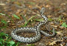 Zmije od ovih biljaka beže kao đavo od krsta, ako požurite da ih posadite bežbrižno ćete sedeti u dvorištu ovog leta Zmije od ovih biljaka beže kao đavo od krsta, ako požurite da ih posadite bežbrižno ćete sedeti u dvorištu ovog leta - featured image