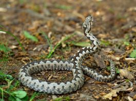 Zmije od ovih biljaka beže kao đavo od krsta, ako požurite da ih posadite bežbrižno ćete sedeti u dvorištu ovog leta Zmije od ovih biljaka beže kao đavo od krsta, ako požurite da ih posadite bežbrižno ćete sedeti u dvorištu ovog leta - featured image