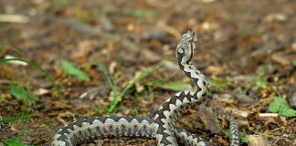 Zmije od ovih biljaka beže kao đavo od krsta, ako požurite da ih posadite bežbrižno ćete sedeti u dvorištu ovog leta Zmije od ovih biljaka beže kao đavo od krsta, ako požurite da ih posadite bežbrižno ćete sedeti u dvorištu ovog leta - featured image