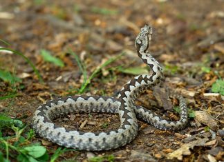 Zmije od ovih biljaka beže kao đavo od krsta, ako požurite da ih posadite bežbrižno ćete sedeti u dvorištu ovog leta Zmije od ovih biljaka beže kao đavo od krsta, ako požurite da ih posadite bežbrižno ćete sedeti u dvorištu ovog leta - featured image