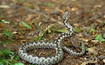Zmije od ovih biljaka beže kao đavo od krsta, ako požurite da ih posadite bežbrižno ćete sedeti u dvorištu ovog leta Zmije od ovih biljaka beže kao đavo od krsta, ako požurite da ih posadite bežbrižno ćete sedeti u dvorištu ovog leta - featured image