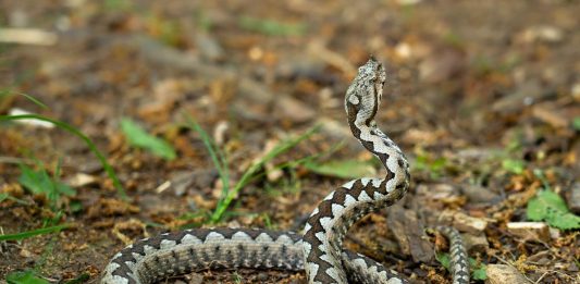 Zmije od ovih biljaka beže kao đavo od krsta, ako požurite da ih posadite bežbrižno ćete sedeti u dvorištu ovog leta Zmije od ovih biljaka beže kao đavo od krsta, ako požurite da ih posadite bežbrižno ćete sedeti u dvorištu ovog leta - featured image