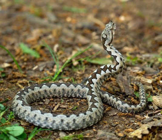 Zmije od ovih biljaka beže kao đavo od krsta, ako požurite da ih posadite bežbrižno ćete sedeti u dvorištu ovog leta Zmije od ovih biljaka beže kao đavo od krsta, ako požurite da ih posadite bežbrižno ćete sedeti u dvorištu ovog leta - featured image
