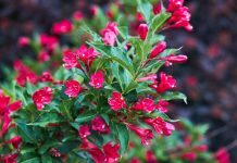 Ovo je najlepše cveće koje možete imati u dvorištu, a ne zahteva svakodnevnu negu: Posadite ga jednom i iznova bujno cveta od maja do kasne jeseni Ovo je najlepše cveće koje možete imati u dvorištu, a ne zahteva svakodnevnu negu: Posadite ga jednom i iznova bujno cveta od maja do kasne jeseni - featured image