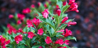 Ovo je najlepše cveće koje možete imati u dvorištu, a ne zahteva svakodnevnu negu: Posadite ga jednom i iznova bujno cveta od maja do kasne jeseni Ovo je najlepše cveće koje možete imati u dvorištu, a ne zahteva svakodnevnu negu: Posadite ga jednom i iznova bujno cveta od maja do kasne jeseni - featured image