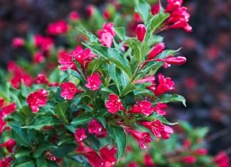 Ovo je najlepše cveće koje možete imati u dvorištu, a ne zahteva svakodnevnu negu: Posadite ga jednom i iznova bujno cveta od maja do kasne jeseni Ovo je najlepše cveće koje možete imati u dvorištu, a ne zahteva svakodnevnu negu: Posadite ga jednom i iznova bujno cveta od maja do kasne jeseni - featured image