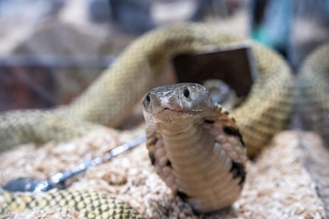 ZMIJE OD OVOGA BEŽE KAO ĐAVO OD KRSTA! Za njih je ovo NAJVEĆI STRAH, čim ih osete NESTAJU GLAVOM BEZ OBZIRA! - featured image ZMIJE OD OVOGA BEŽE KAO ĐAVO OD KRSTA! Za njih je ovo NAJVEĆI STRAH, čim ih osete NESTAJU GLAVOM BEZ OBZIRA! - featured image